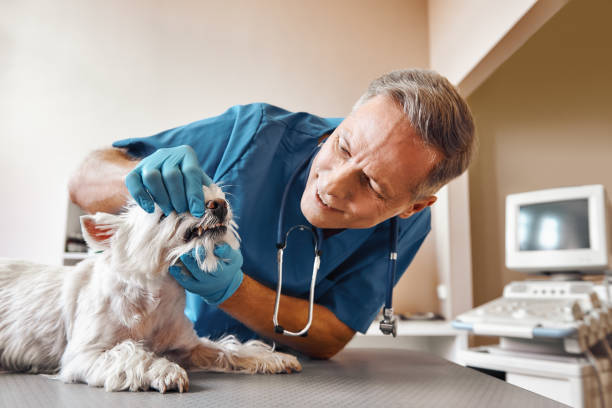 Best Tooth Pain Emergency Relief  in Mendon, IL